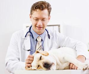 Looking for Best Animal Clinic in burlington-Bay View park