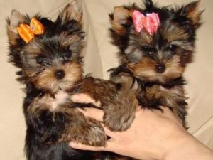 Amazing yorkshire terrier puppies