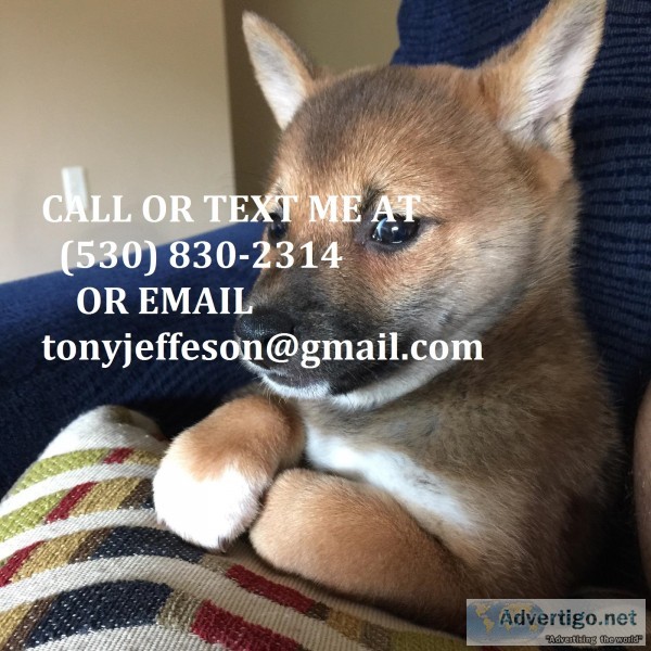 Mnbgtr Cute Boygirl Shiba Inu Puppies Mnbgtr Cute Boy