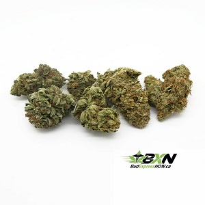Balanced hybrid sample pack from budexpr