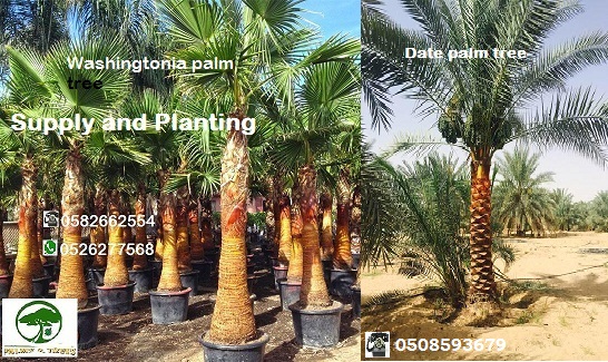 Date palm tree