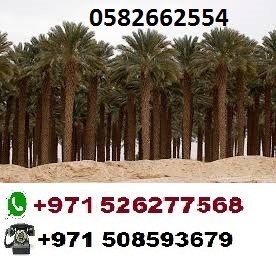 Date palm tree