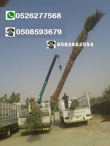 Date palm tree