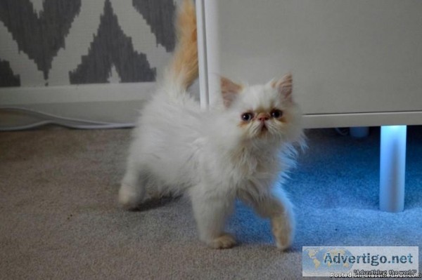 Persian Cat For Sale