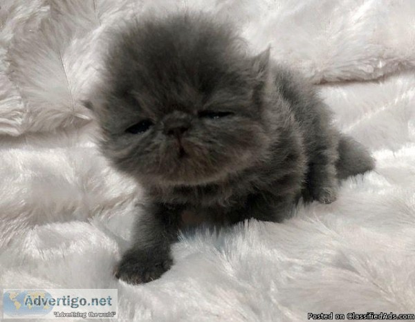 Persian Kittens Available