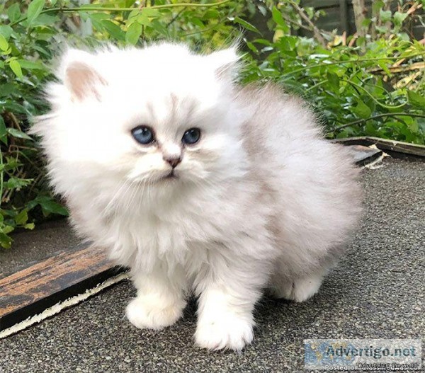 Two White Persian Kittens