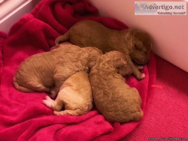 Gorgeous Quality F1 Cavapoo Puppies Ready Now