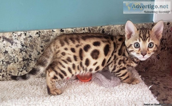 Beautiful Bengal Kittens Now Ready To Good Homes.