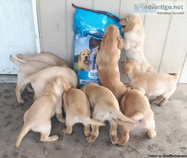 Golden Retriever Pups