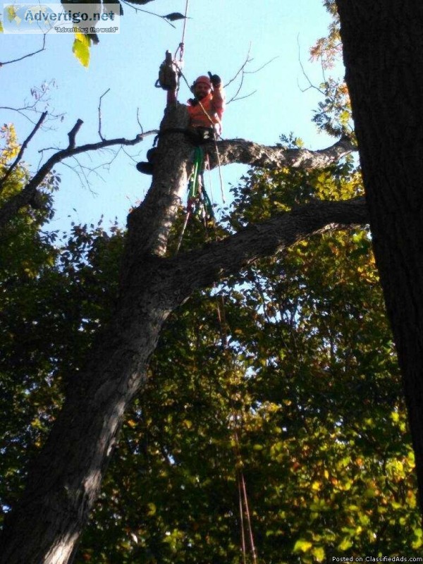 Free Estimates Tree Removal Free Estimates