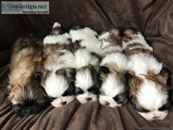 Tiny male and female Healthy Purebred Shih tzu pups