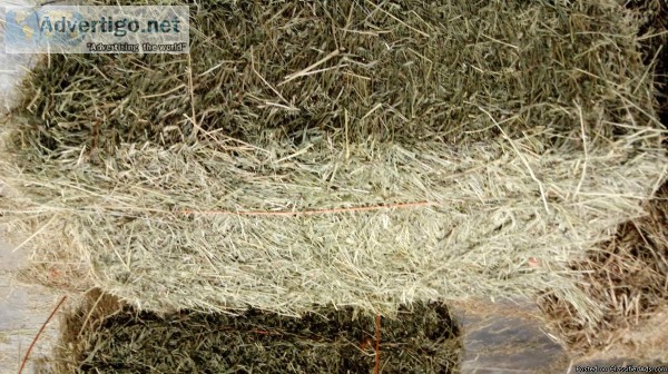 Small Squares Hay FOR SALE