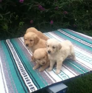 Healthy Golden Retriever Puppies