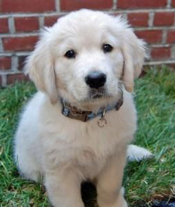 Two adorable Golden Retriever for Sale