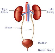 Nephrology Treatment Hospital in Punjab  SPS Hospitals