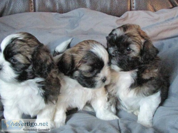 Shihtzu cross Toy Australian shepherd