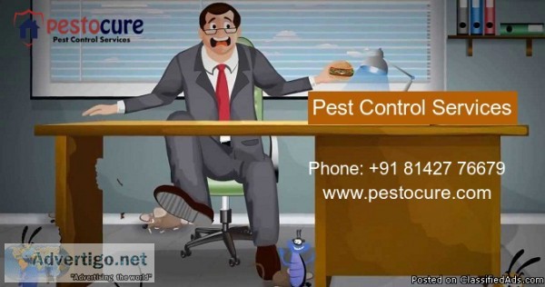 Termite Control In Madhapur  Termite Control Services