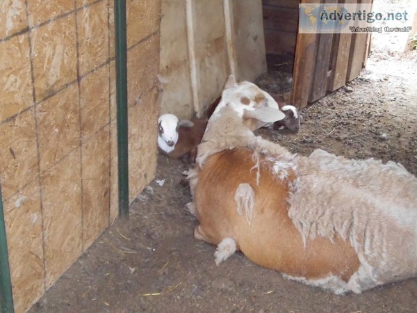 KATAHDIN SHEEP FOR SALE