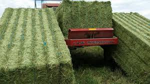 Lucerne And Teff Bales Available