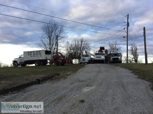 Tree service