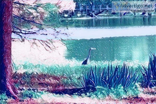 Blue Heron