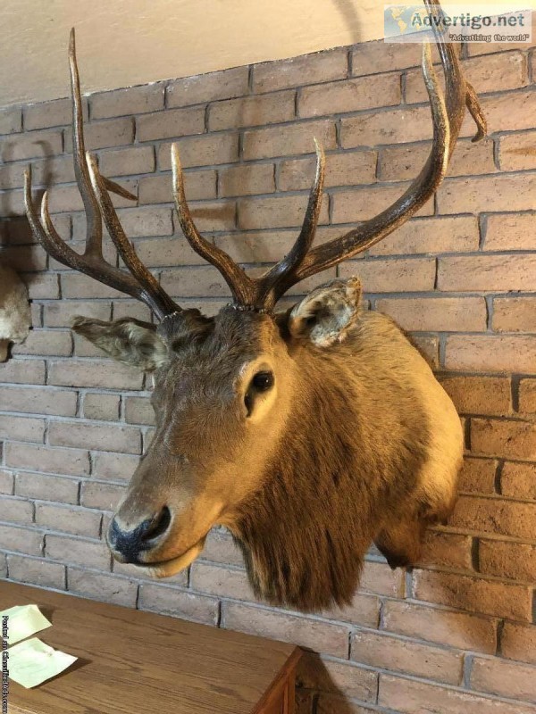 Animal Mounts
