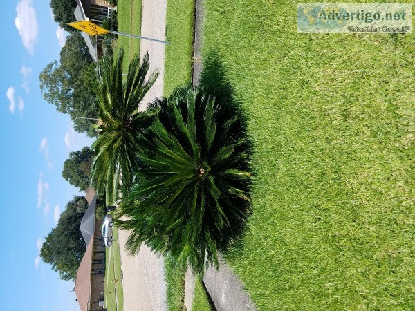 Sago Palm