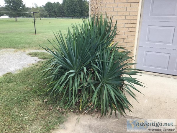 Yucca Plants