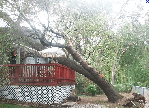 Tree Removal in Toronto and Richmond Hill 