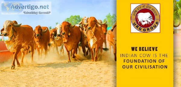 Go seva trust Grab your opportunity to be a Gau Sevak.