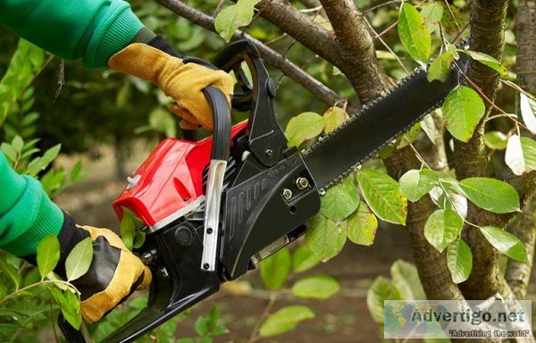 Professional Tree Trimming Service Near Me