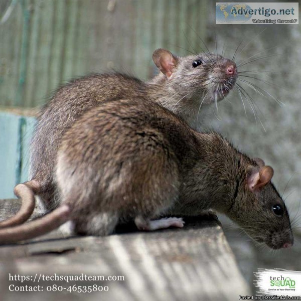 Get professional rodent control service in Bangalore