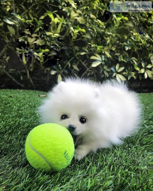 Two Awesome T-Cup Pomeranian Puppies