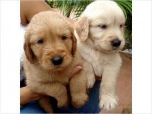 Awesome Golden Retriever Puppies Available For Adoption