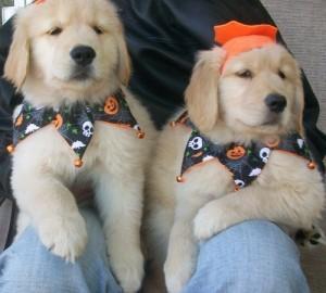 Adorable Golden Retriever Puppies