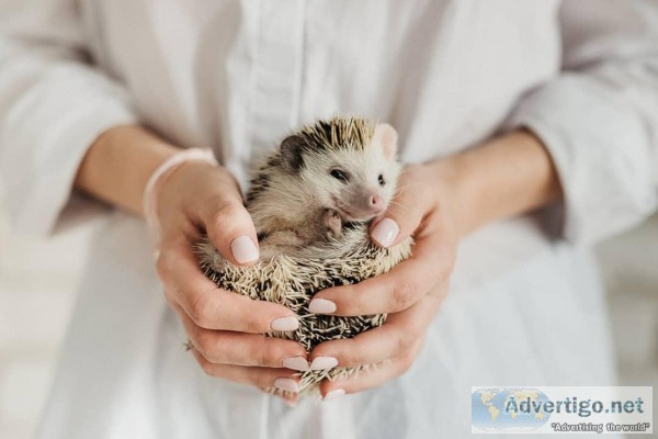 OUTSTANDING TEACUP  HEDGEHOG FOR RE-HOMING