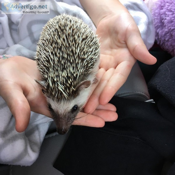 Healthy HEDGEHOG  available