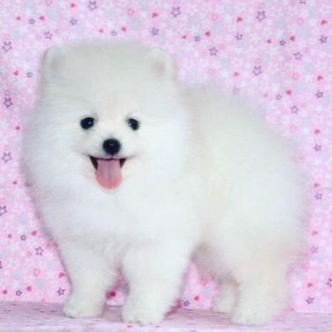 Adorable Pedigree Pomeranian Puppies