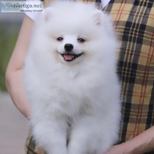 Cute Pomeranian Puppies for rehoming