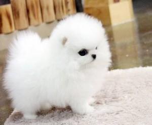 Purebred Pomeranian Puppies available