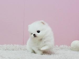 Ice White Pomeranian Available