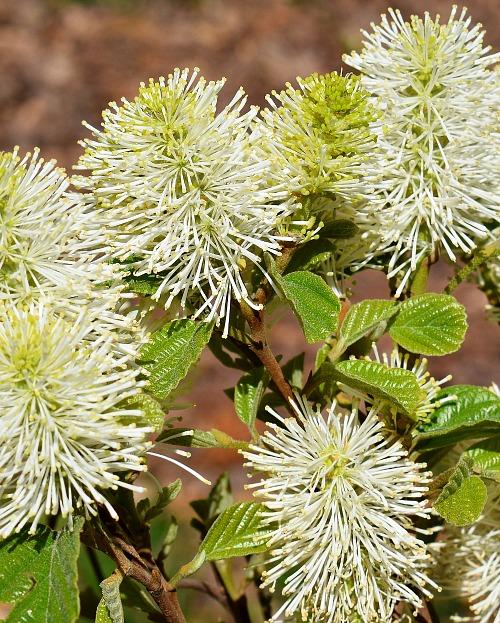 Mount Airy Fothergilla