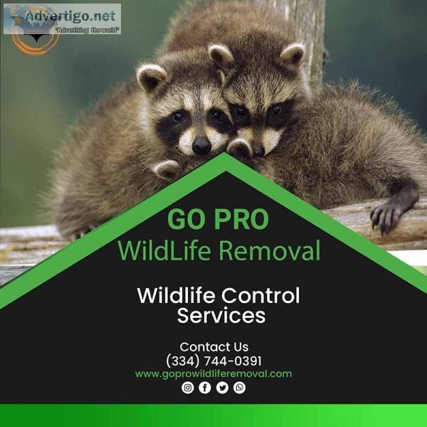 Wildlife Control Services