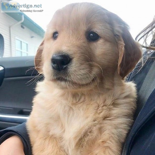 Adorable Golden babies for new homes