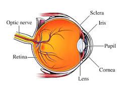 Surgical Eye Care diabetic retinopathy treatment Chicago Dr. Leo