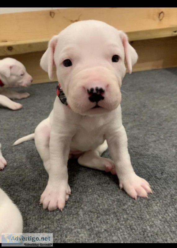 Dogo Argentino Puppies for sale