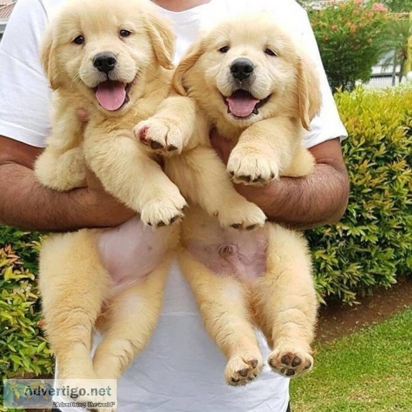 cute and lovely golden retriever puppies for adoption