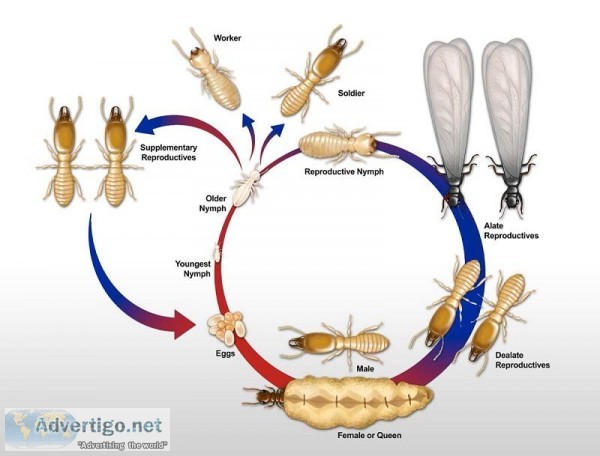 TERMITE CONTROL TREATMENT IN NOIDA