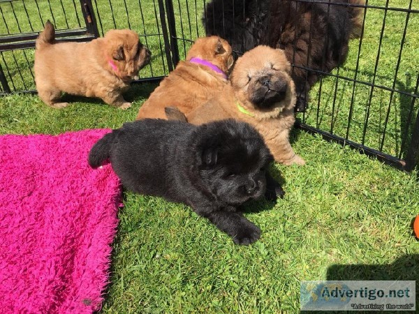 Addorable Chow Chow Puppies Ready