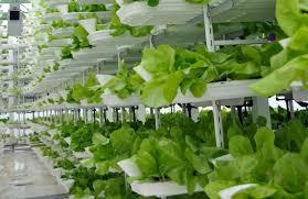 Best Vertical Farming Companies in India